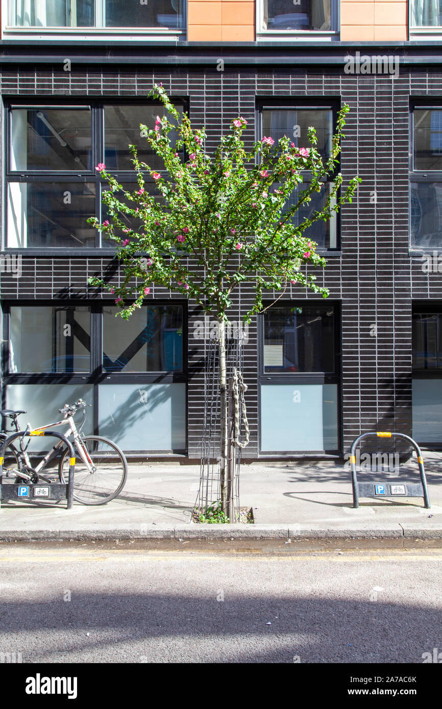 Rosa blühenden Hibiscus resi Straße Baum auf Garten, Shoreditch London EC 1 Stockfoto