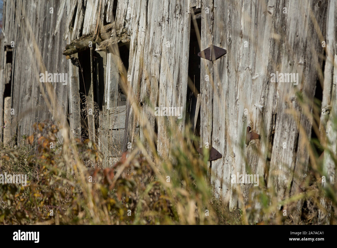 Alte Scheune in Unkräuter baufälligen Zustand sonnigen Tag tamworth Ontario Stockfoto