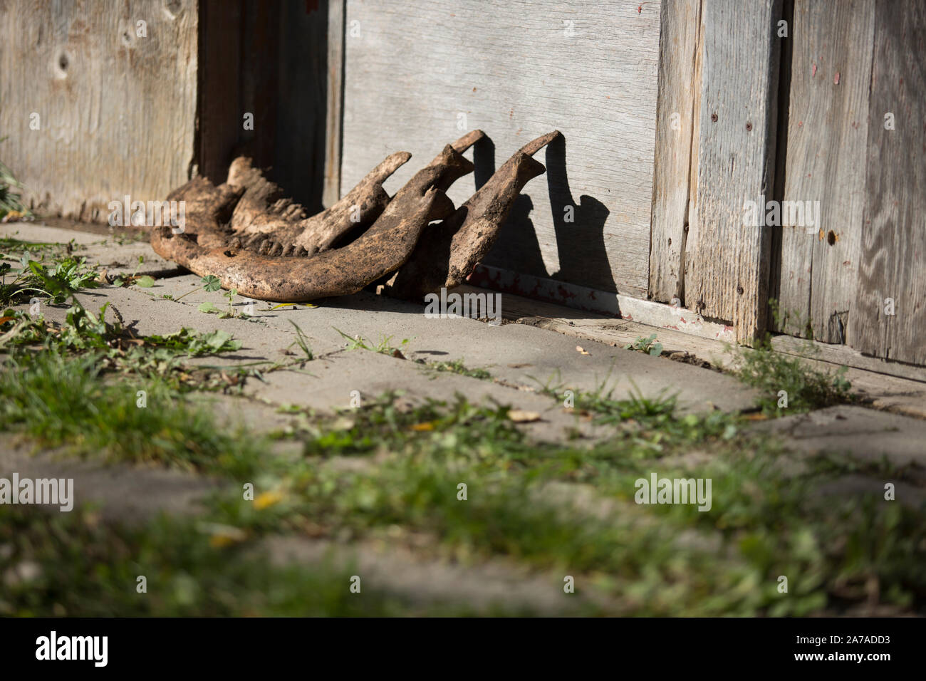 Kieferknochen auf dem Boden außerhalb Bauernhaus sonnigen Tag tamworth Ontario Stockfoto