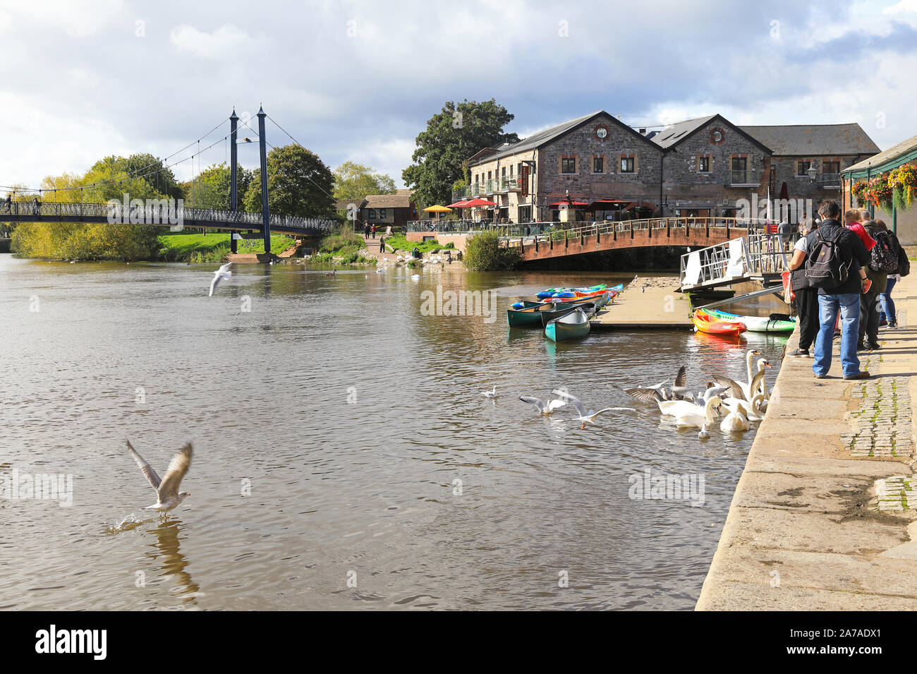 Das füttern die Schwäne im Herbst Sonne auf dem historischen Kai von Exeter, Devon, Großbritannien Stockfoto