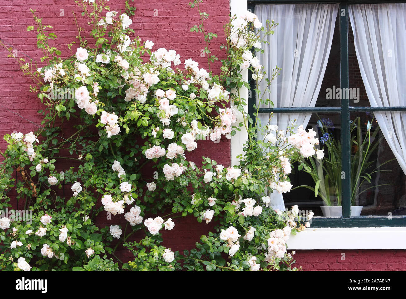 Weiße Rose Bush in Blüte gegen rot bemalten Fassade eines Hauses Stockfoto