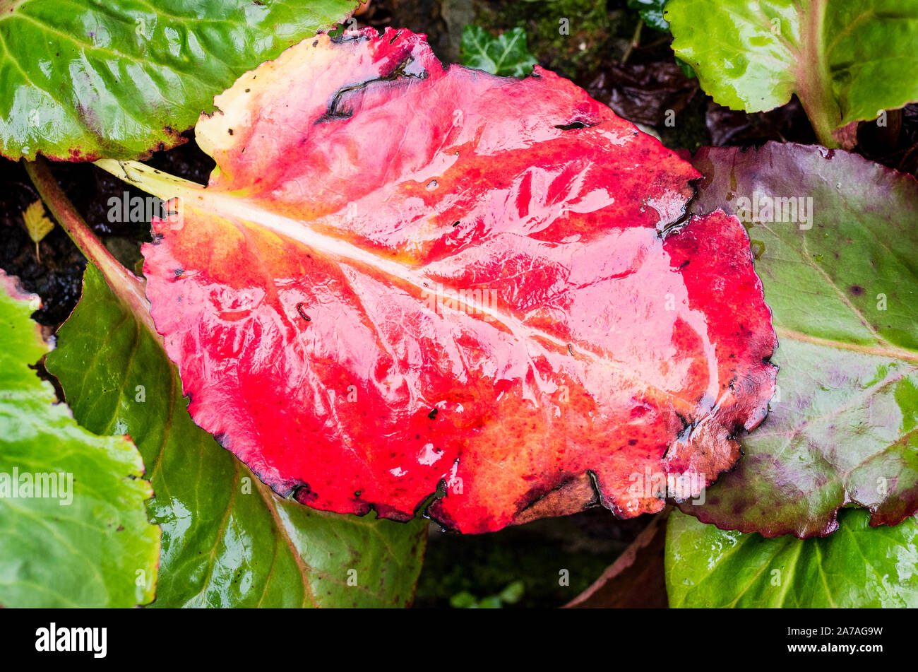 Riotous rote Farbe von einer glänzenden Bergenia blatt Anfang November in einem Englischen gardeng Stockfoto