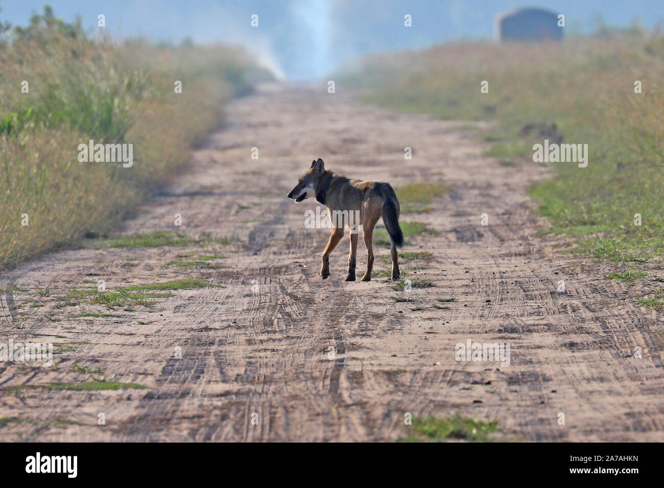 Eine seltene Sichtung einer gefährdeten Roten Wolf in North Carolina, den seltensten Wolf in der Welt Stockfoto