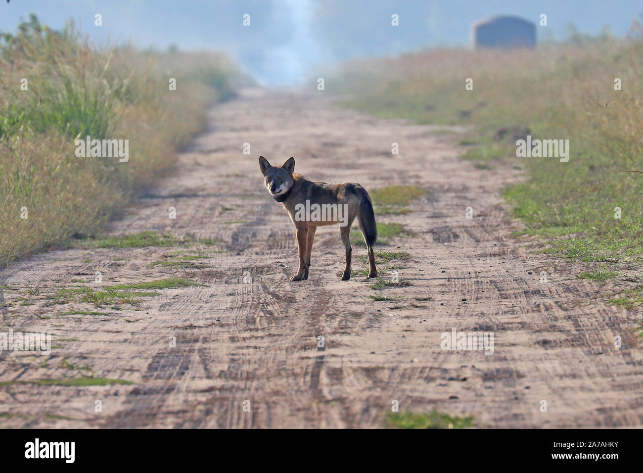 Eine seltene Sichtung einer gefährdeten Roten Wolf in North Carolina, den seltensten Wolf in der Welt Stockfoto