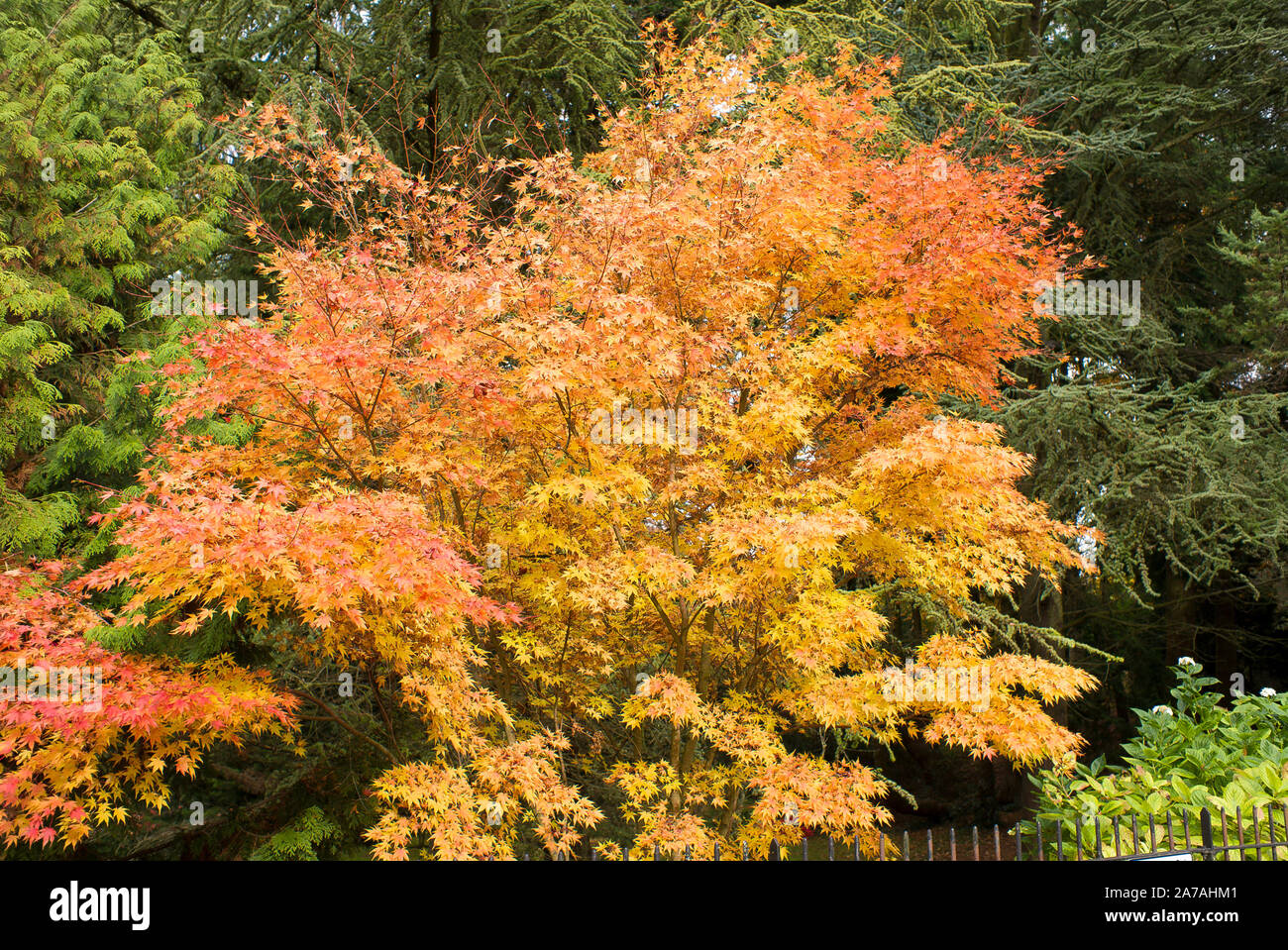 Eine schöne Senkaki Acer palmatum zeigt seine Herbstlaub in Badewanne Botanic Gardens Somerset England Großbritannien Stockfoto