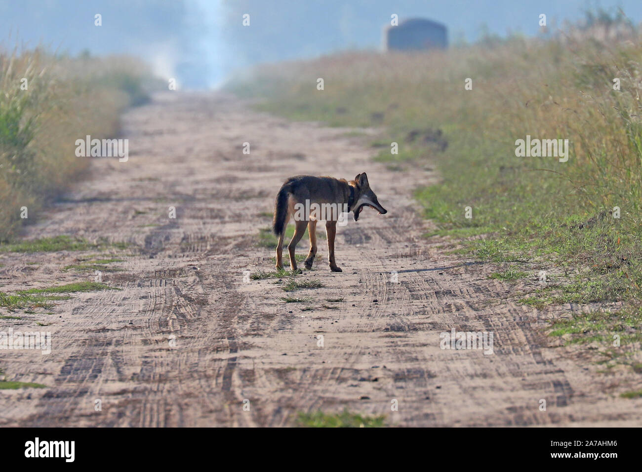Eine seltene Sichtung einer gefährdeten Roten Wolf in North Carolina, den seltensten Wolf in der Welt Stockfoto