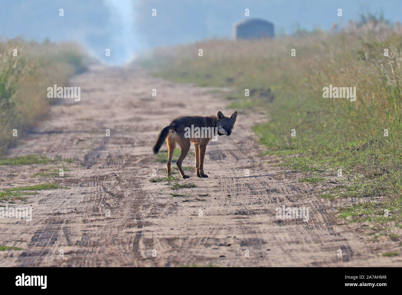 Eine seltene Sichtung einer gefährdeten Roten Wolf in North Carolina, den seltensten Wolf in der Welt Stockfoto