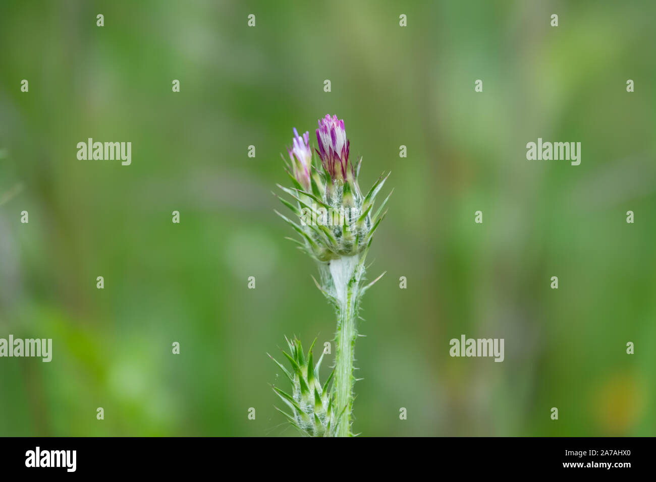 Plumeless Thistle Blütenstände im Frühling Stockfoto