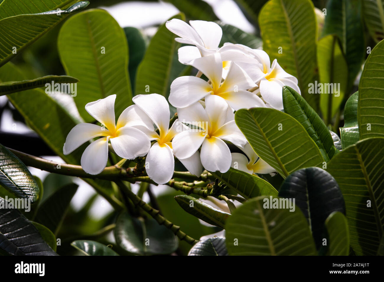 Plumeria Blumen in voller Blüte im Sommer Stockfoto
