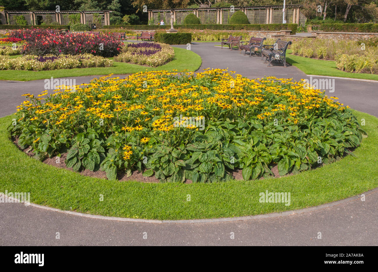 Eine Masse Anpflanzung von rudbeckien Goldsturm in einem großen Blumenbeet. Eine gelb blühende Staude, die vollständig winterhart Stockfoto