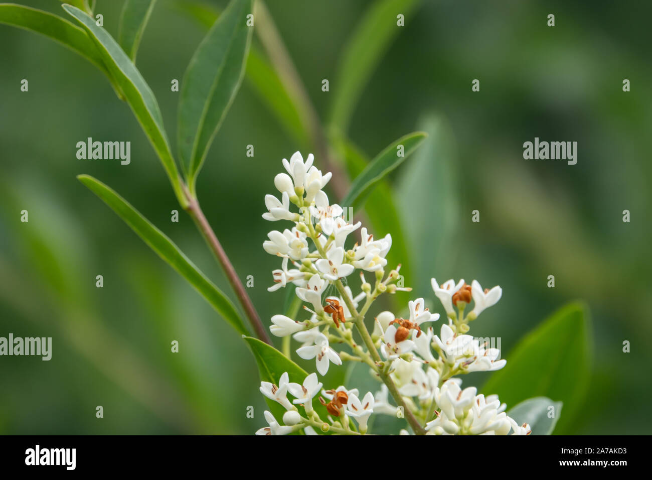 Priwet Blumen in voller Blüte im Frühling Stockfoto