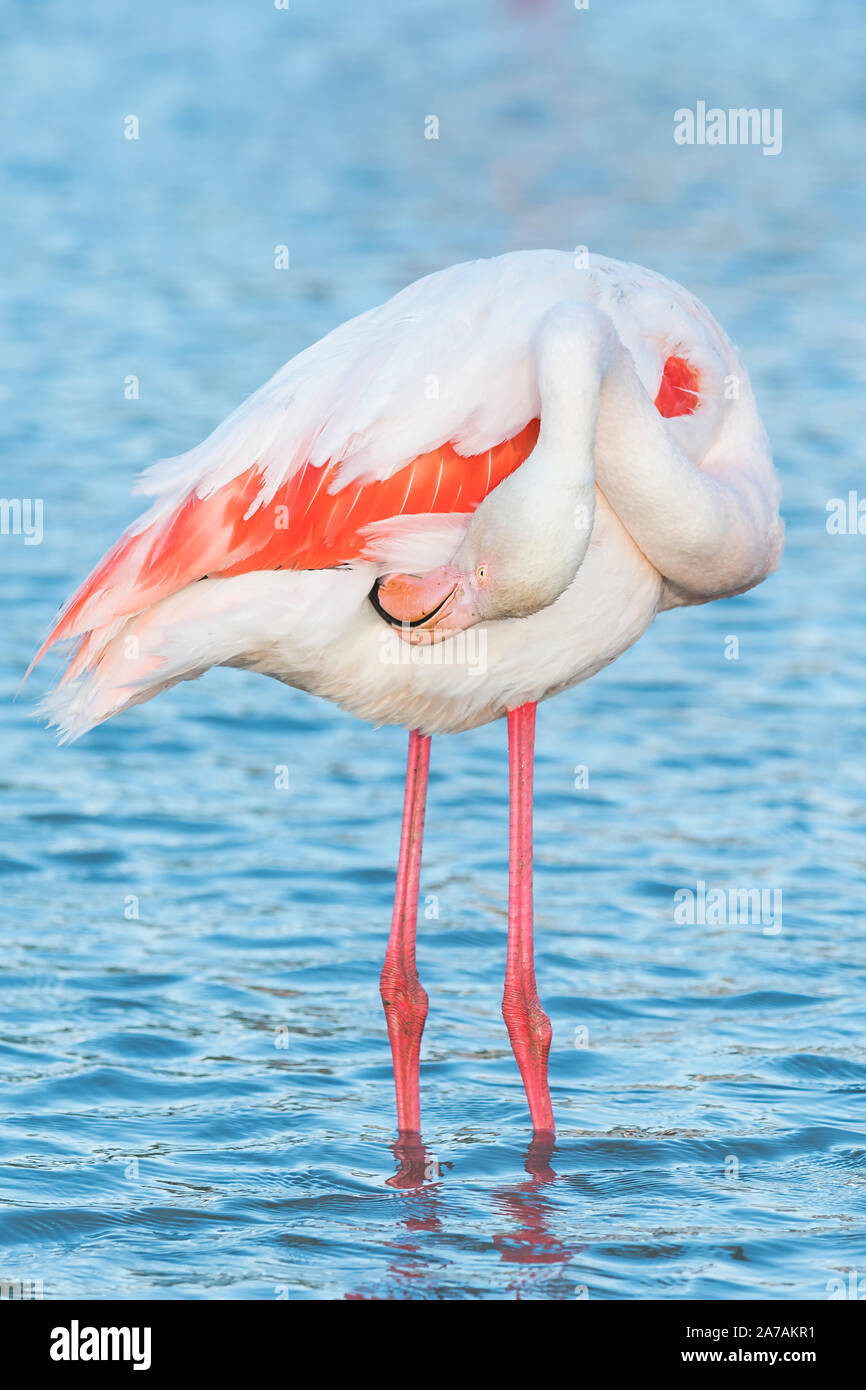 Mehr flamingo Putzen (Phoenicopterus Roseus), Camargue, Frankreich, Anfang Mai, von Dominique Braud/Dembinsky Foto Assoc Stockfoto