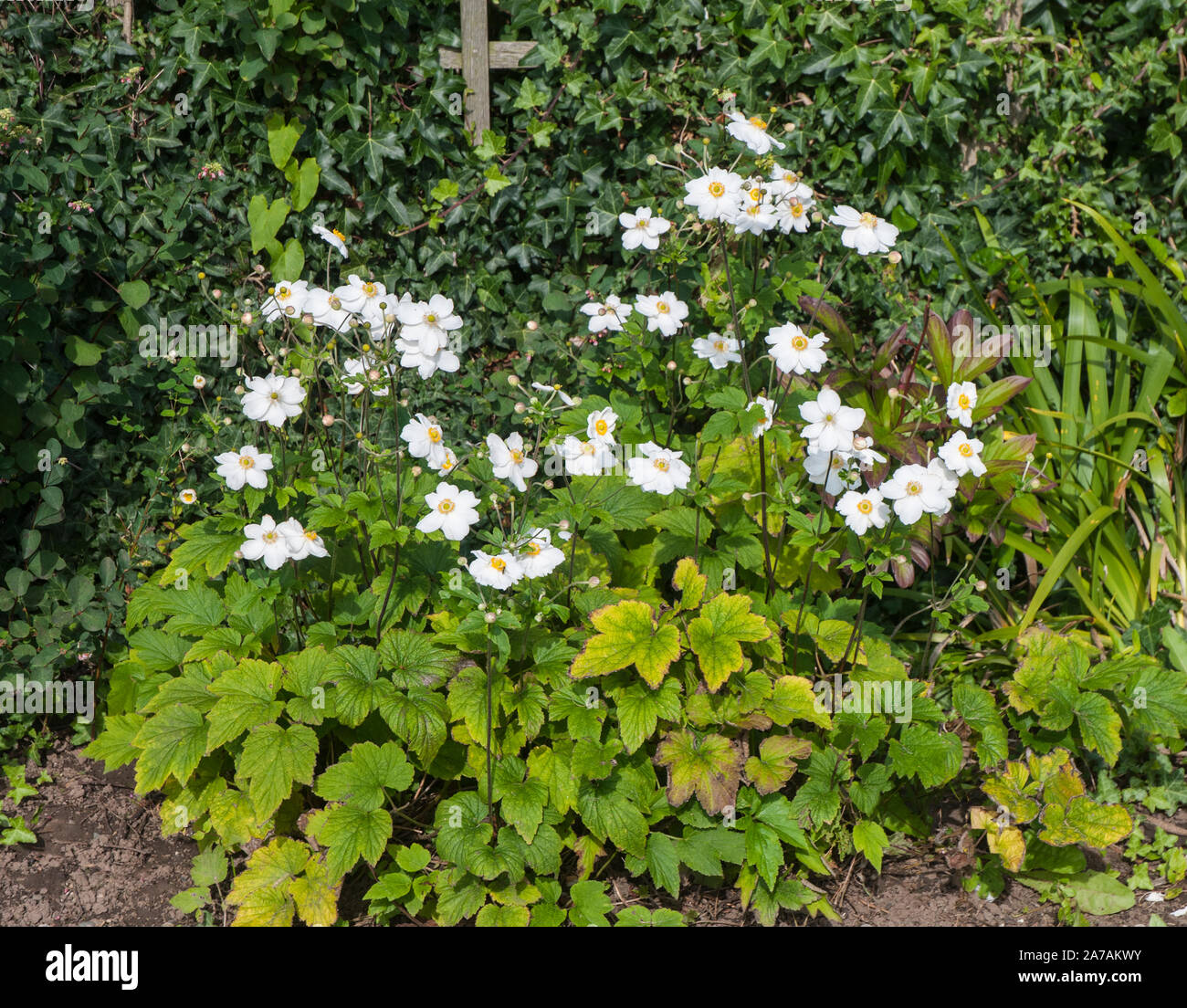 Anemone japonica Japanische Anemone Anemone x hybrida Honorine Jobert mit vielen Blumen in einer Grenze wächst.. Stockfoto