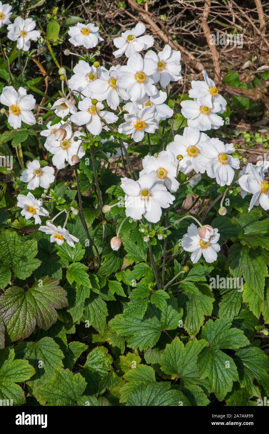 Anemone japonica Japanische Anemone Anemone x hybrida Honorine Jobert mit vielen Blumen in einer Grenze wächst.. Stockfoto