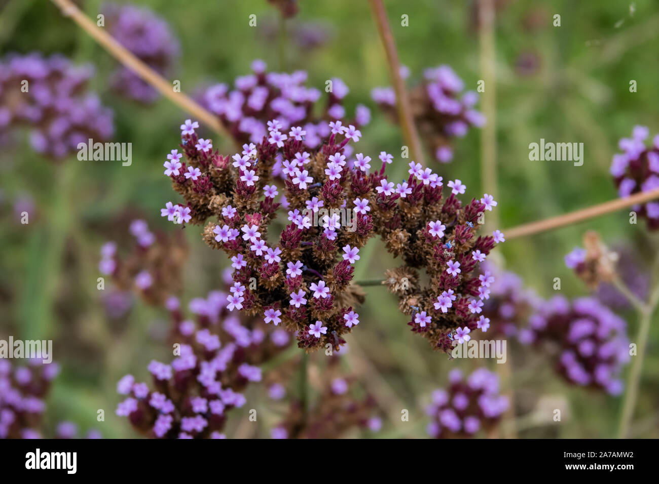 Purpletop vervain Blumen in voller Blüte Stockfoto