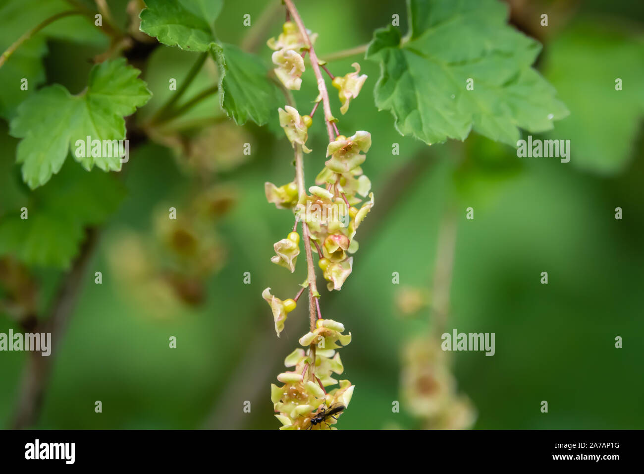 Rote Johannisbeere Blumen in voller Blüte im Frühling Stockfoto