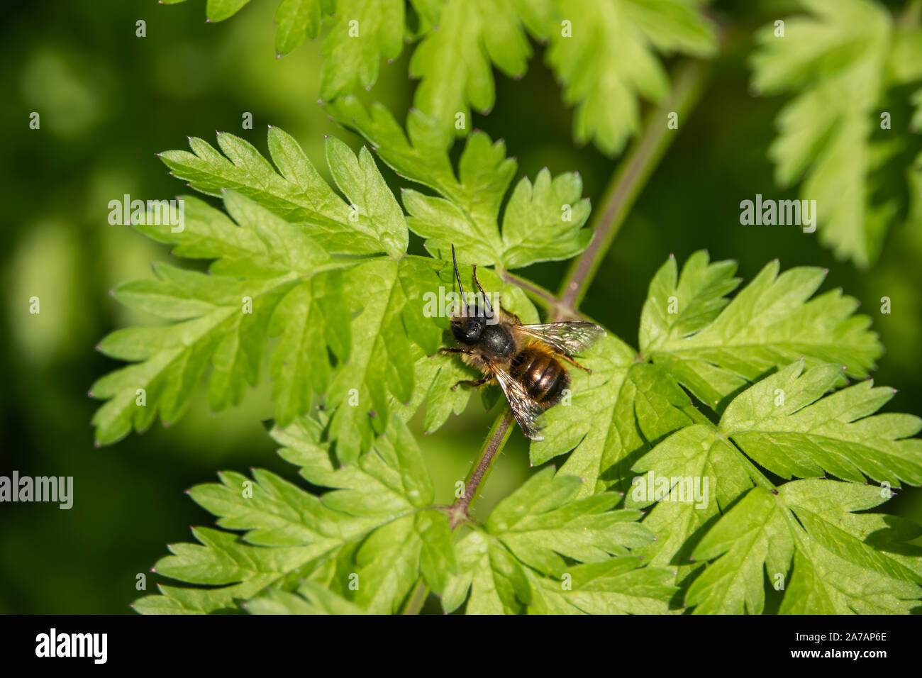 Red Mason Bee auf Blatt im Frühling Stockfoto
