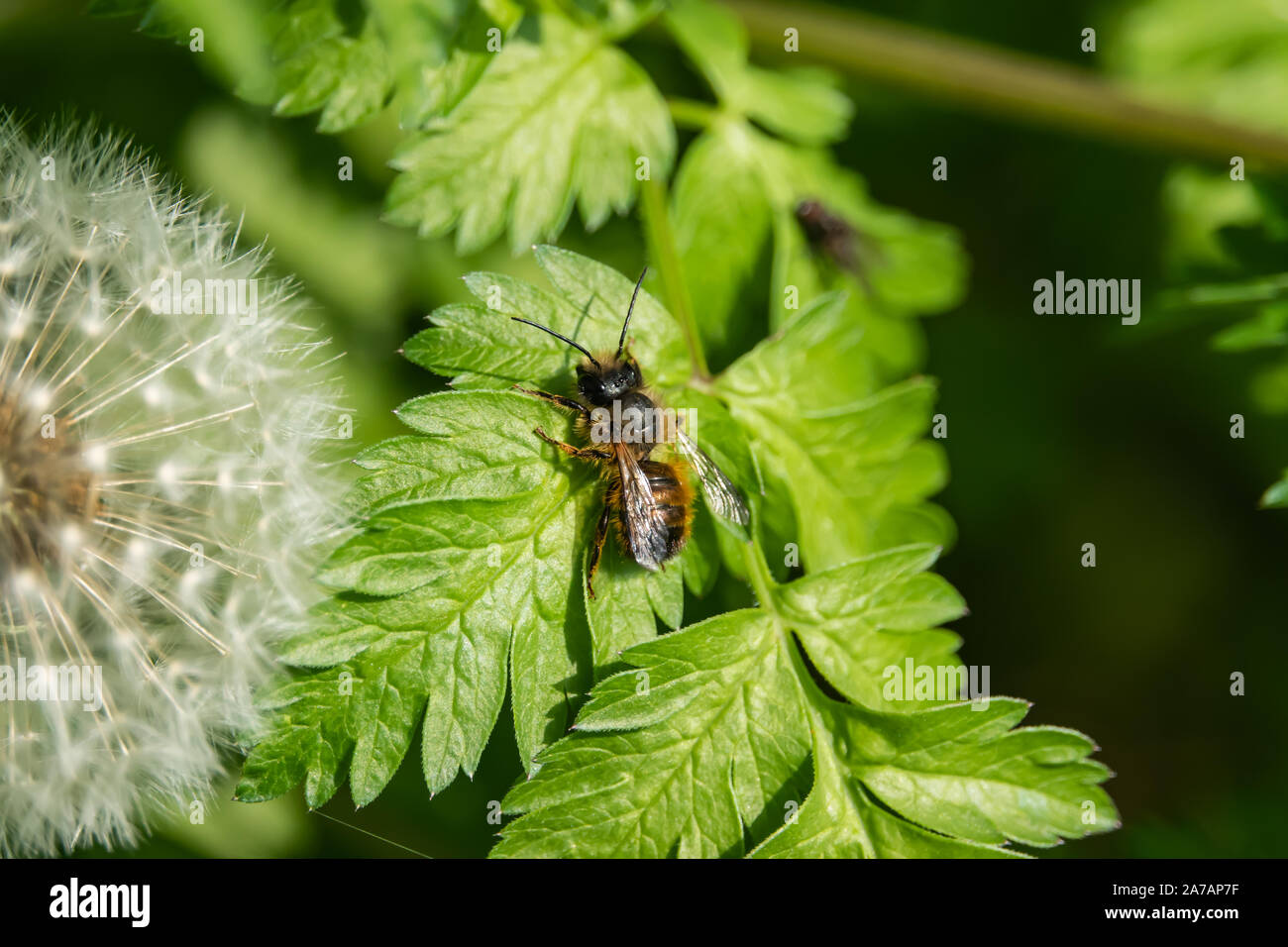 Red Mason Bee auf Blatt im Frühling Stockfoto