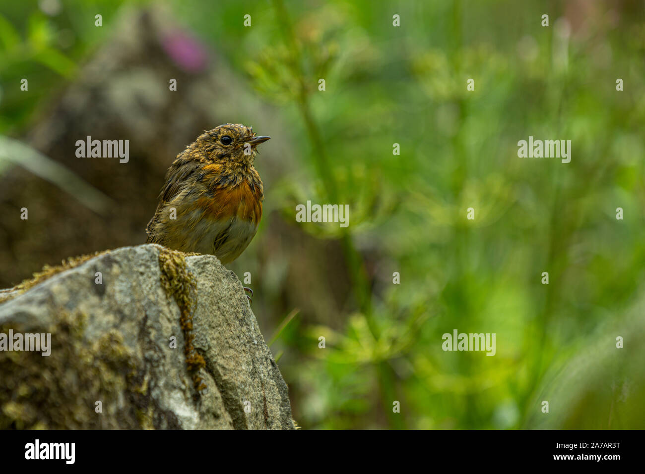 Der junge Robin, der nach einem Bad in einem seichten Pool schwimmt, steht immer wachsam vor möglichen Gefahren, während er seine Federn in der kühlen Brise trocknet. Stockfoto