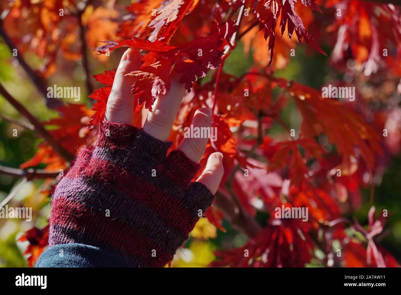 Boothbay, ME/USA - Oktober 19, 2019: Hand tragen fingerlose Handschuhe behutsam berührt die bunten Herbstfarben Stockfoto