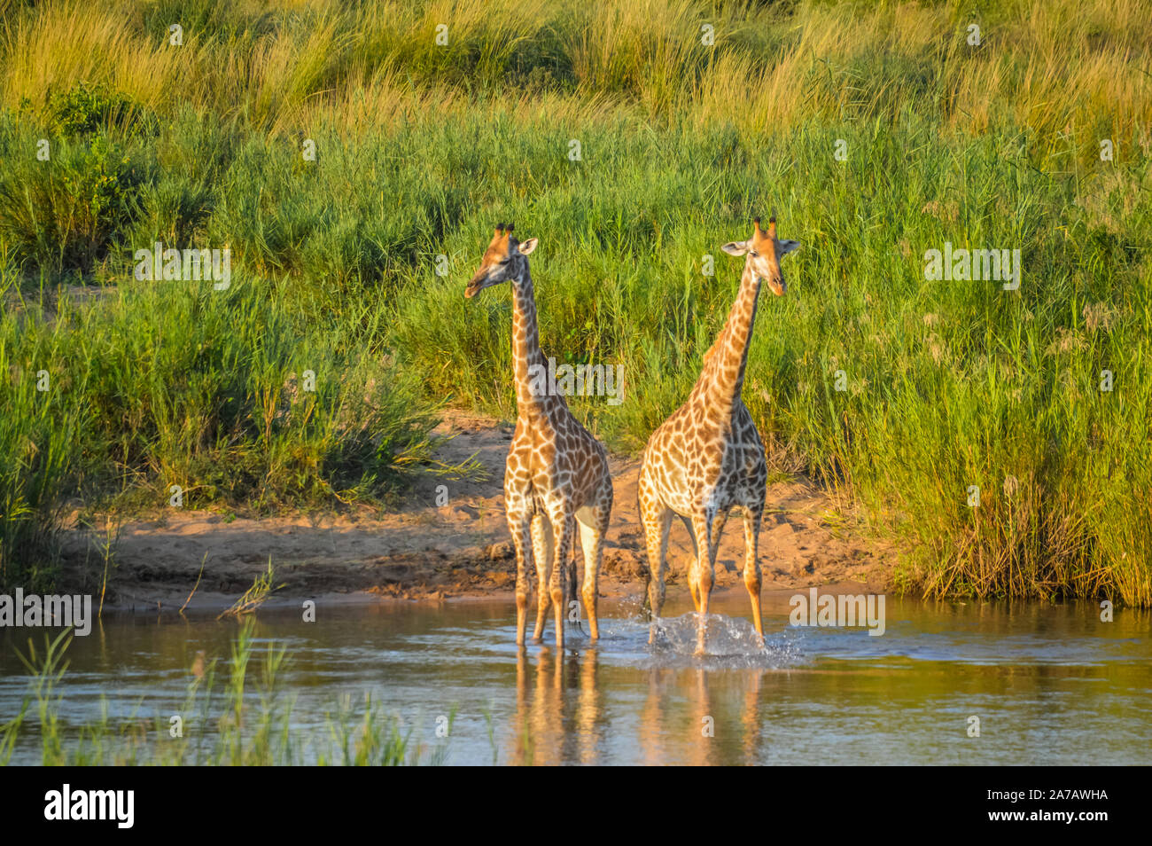 Porträt einer niedliche Giraffe während auf eine Safari in einem Tierreservat Stockfoto