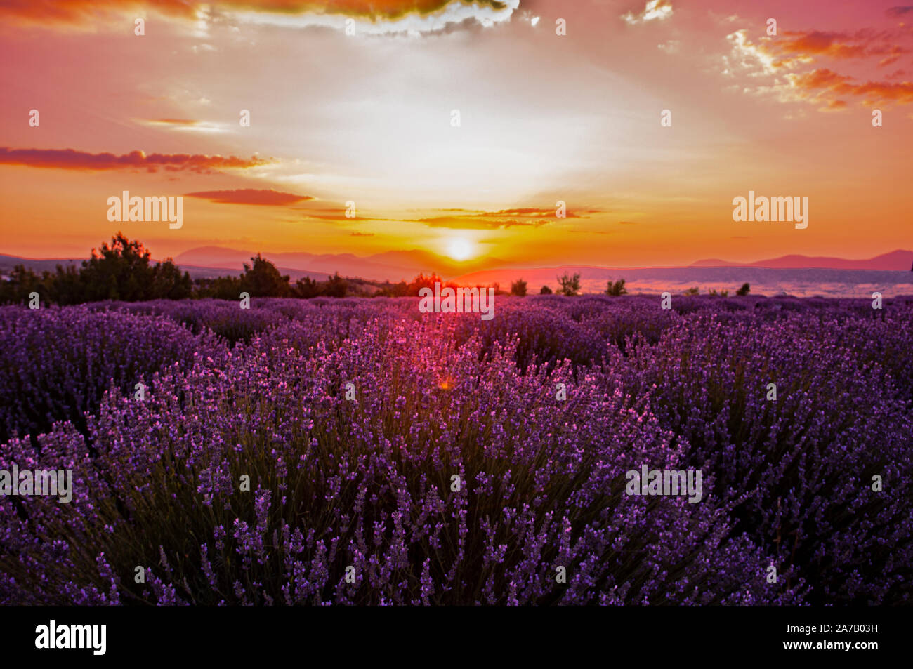 Lavendelfelder, Lavendelernte und Lavendelblüten Stockfoto