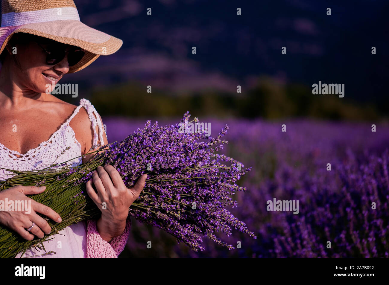 Lavendelfelder, Lavendelernte und Lavendelblüten Stockfoto