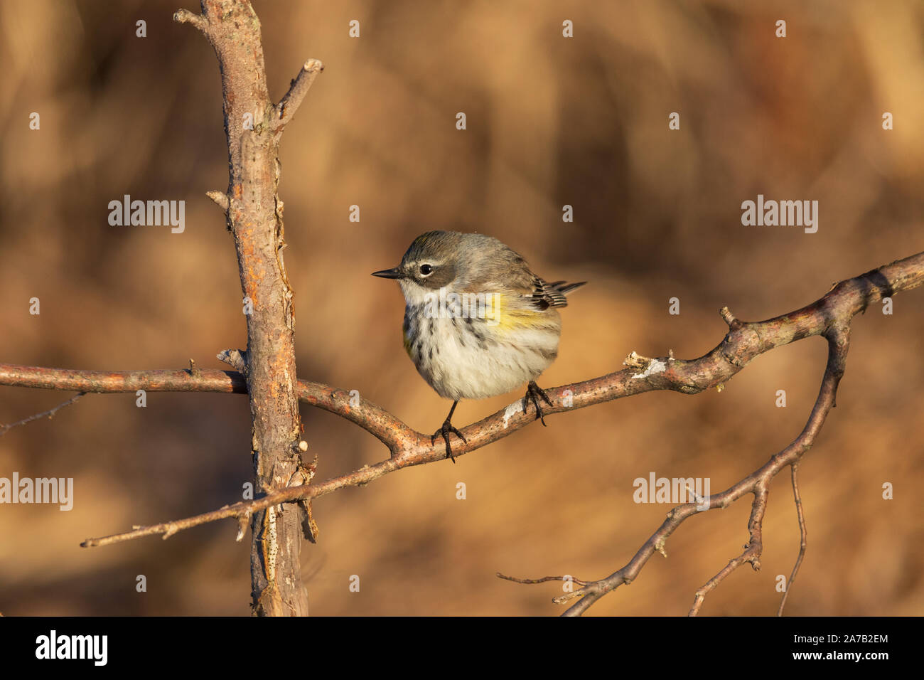 Yellow-rumped warbler Nahrungssuche in Nordwisconsin. Stockfoto