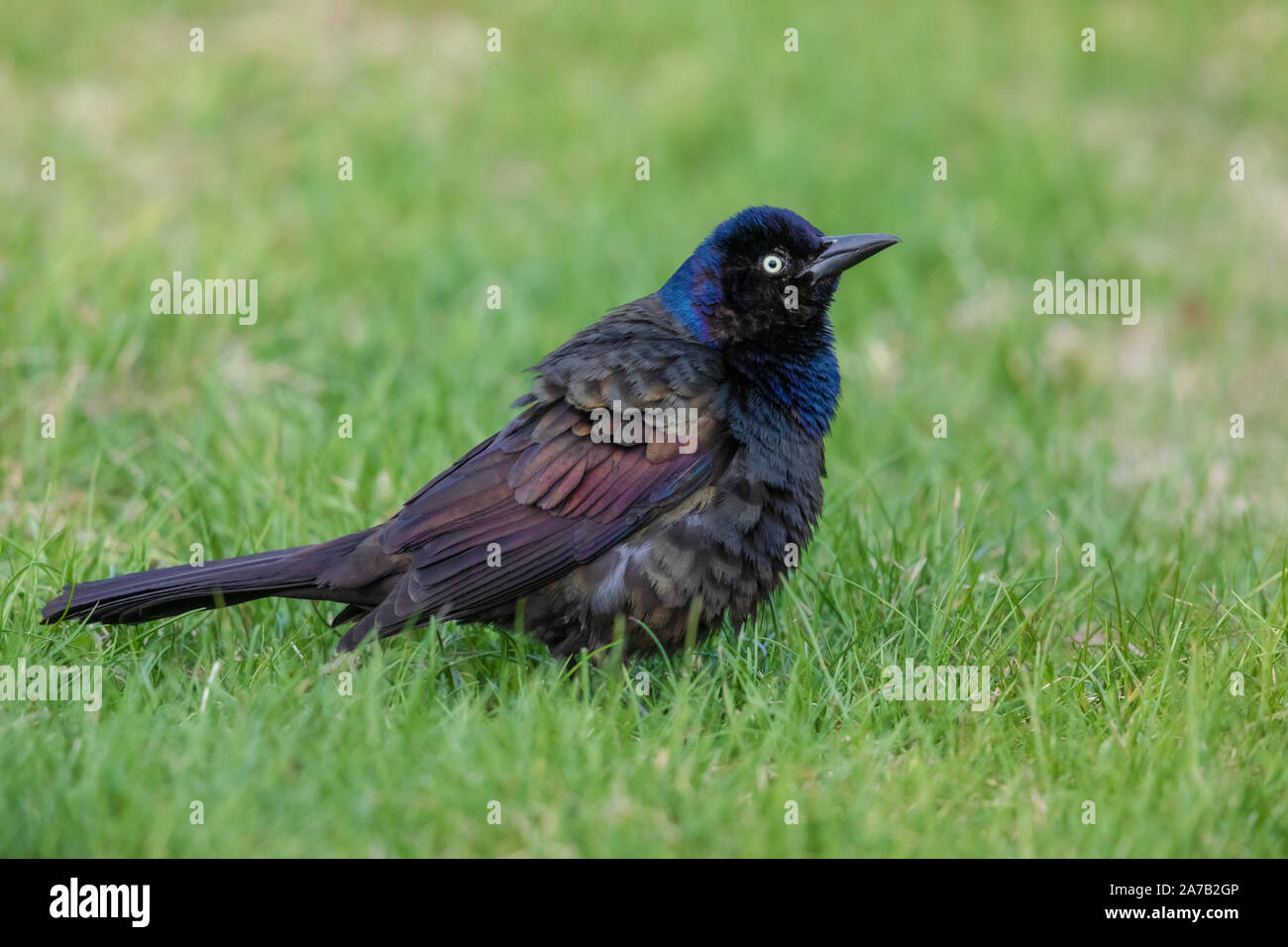 Gemeinsame grackle in einem nördlichen Wisconsin Hinterhof. Stockfoto
