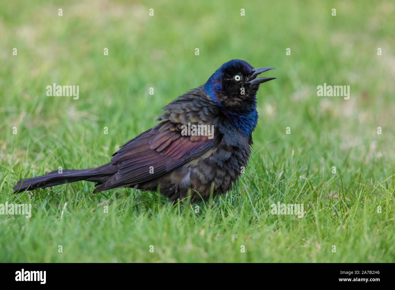 Gemeinsame grackle in einem nördlichen Wisconsin Hinterhof. Stockfoto