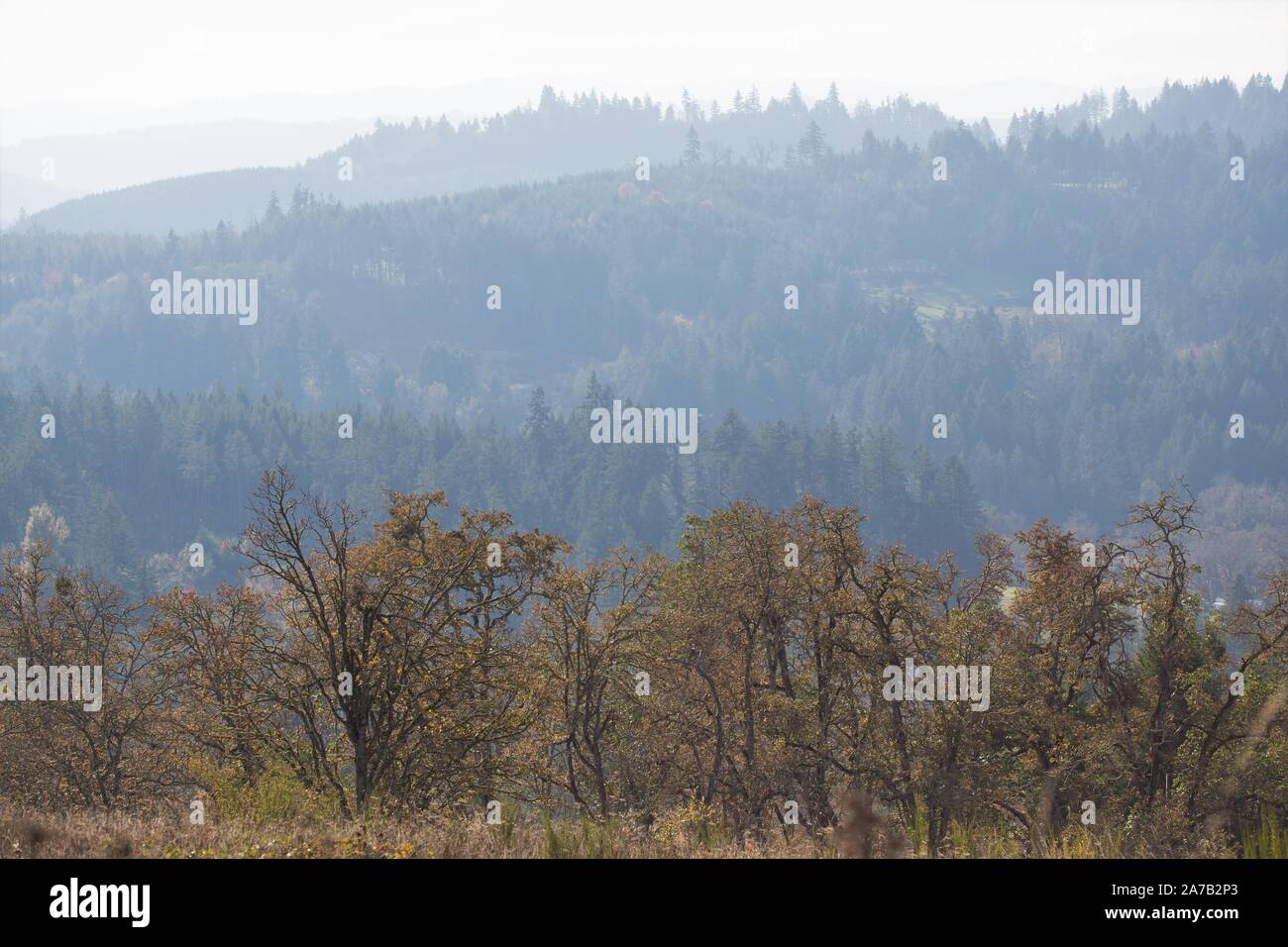 Bäume im Herbst gegen einen dunstigen Himmel in der Nähe von Eugene, Oregon, USA. Stockfoto