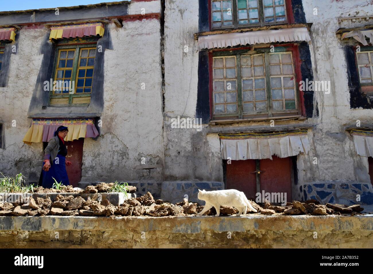 Nach GYANTSE, Tibet - ca. Oktober 2019: eine Frau trocknet Kuh und Yak dungs vor einem Haus in einer alten Stadt Gyantse. Stockfoto