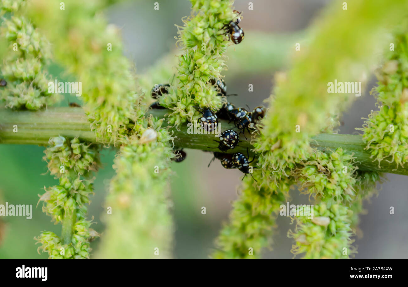 Cluster von Chilocorinae Marienkäfer Käfer auf Amaranth Stiel Stockfoto