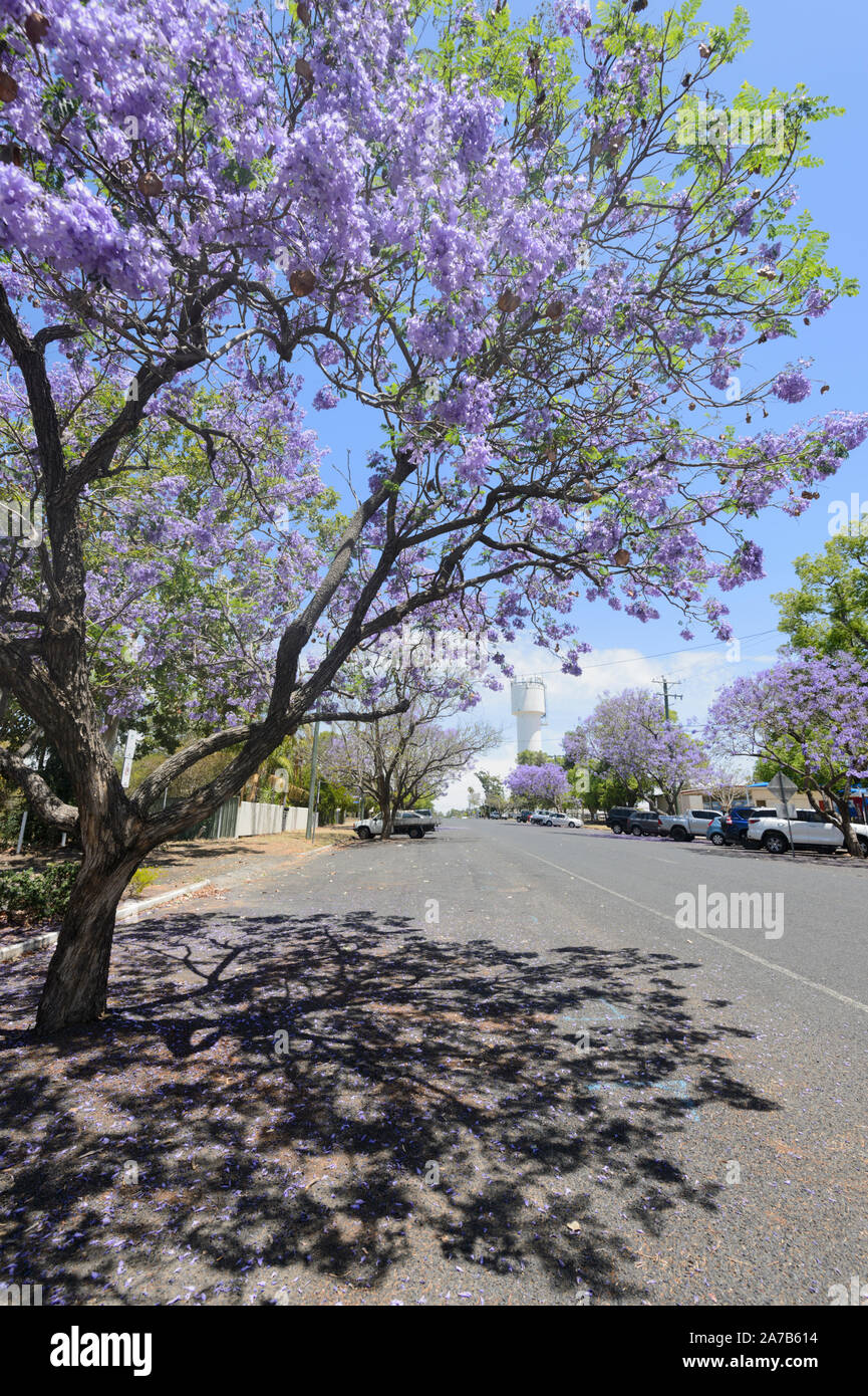 Straße mit blühenden jacarandas (Jacaranda mimosifolia) in der kleinen ländlichen Stadt Chinchilla, Queensland, Queensland, Australien begrenzt Stockfoto