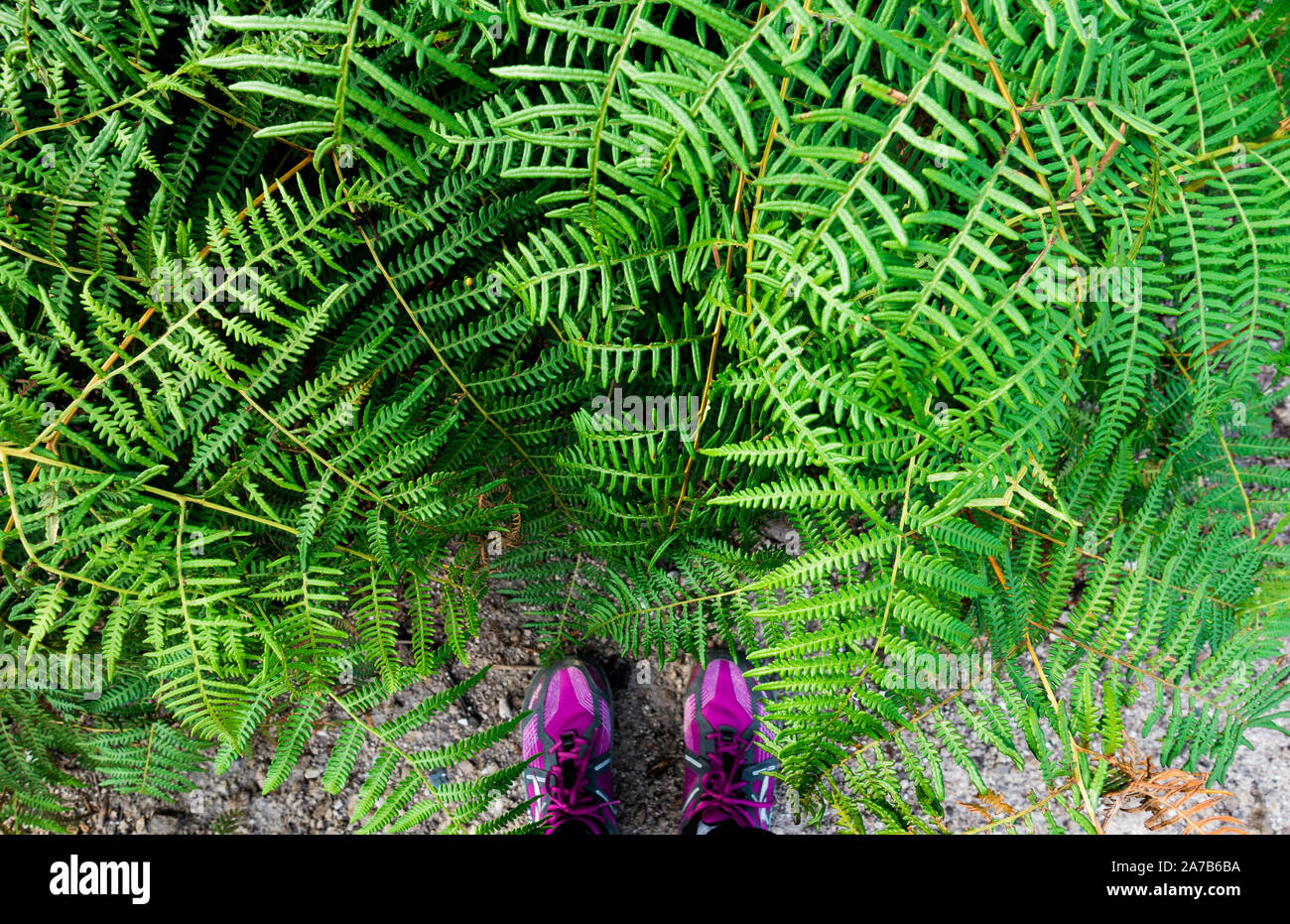Bush der grünen Farn in einem Regenwald mit einem violetten Trekking Schuh von Menschen, die Camping in der Umgebung, Ansicht von oben Winkel. Stockfoto