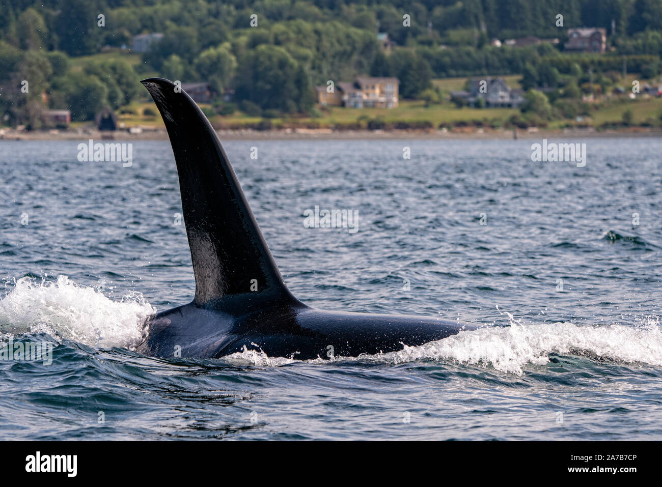 Biggs Orca Wale, Haddington Passage, gegenüber dem Hyde Creek, die Künstler Punkt B&B in der rechten oberen Ecke, Vancouver Island, First Nations Territorium, Br Stockfoto