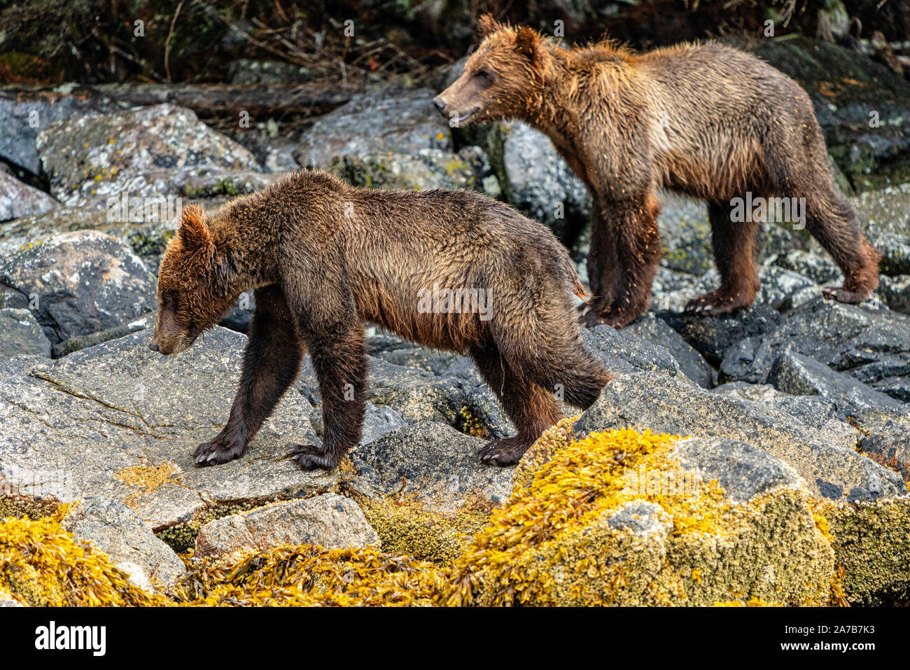 Zwei gruselige Bärenkuppen, die bei Ebbe in Knight Inlet, First Nations Territory, British Columbia, Kanada, entlang der Küstenlinie spazieren. Stockfoto