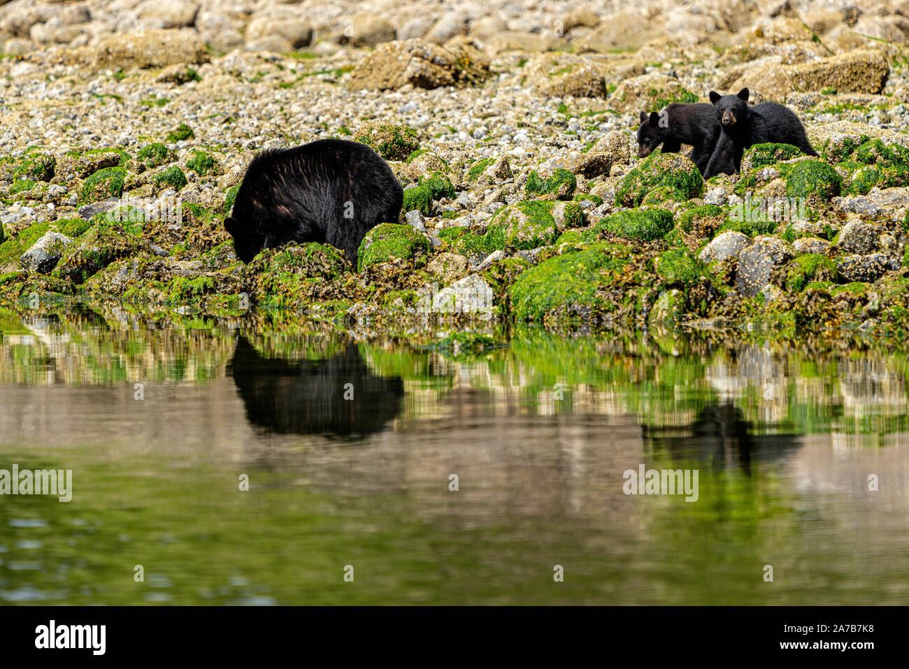 Black Bear Leistungsbeschreibung mit 2 dieses Jahr Jungen entlang der niedrigen tideline in der Broughton Archipel, erste Nationen Gebiet, British Columbia, Kanada. Stockfoto