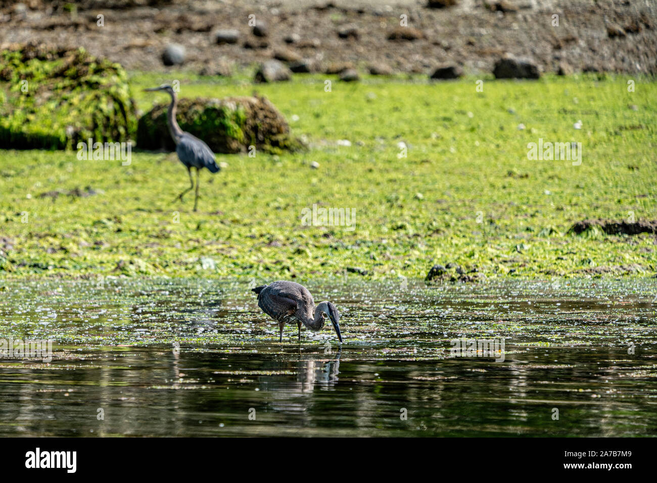 Great Blue Heron Angeln entlang der Ebbe, Broughton Archipel, erste Nationen Gebiet, British Columbia, Kanada. Stockfoto