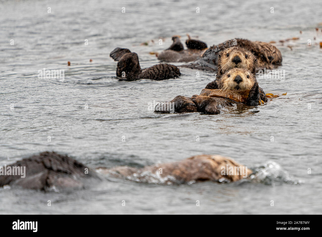 Sea Otter Mama mit Pup in Seetang in Quatsino Sound gehüllt, First Nations Territorium, Vancouver Island, Biritsh Columbia, Kanada Stockfoto