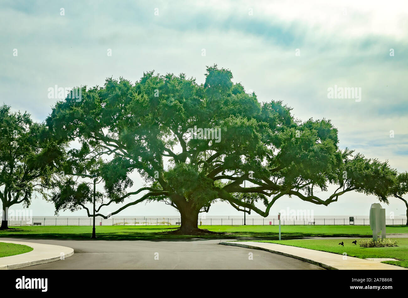 Eine südliche live oak steht an Centennial Plaza, Okt. 22, 2019 in Gulfport, Mississippi. Stockfoto