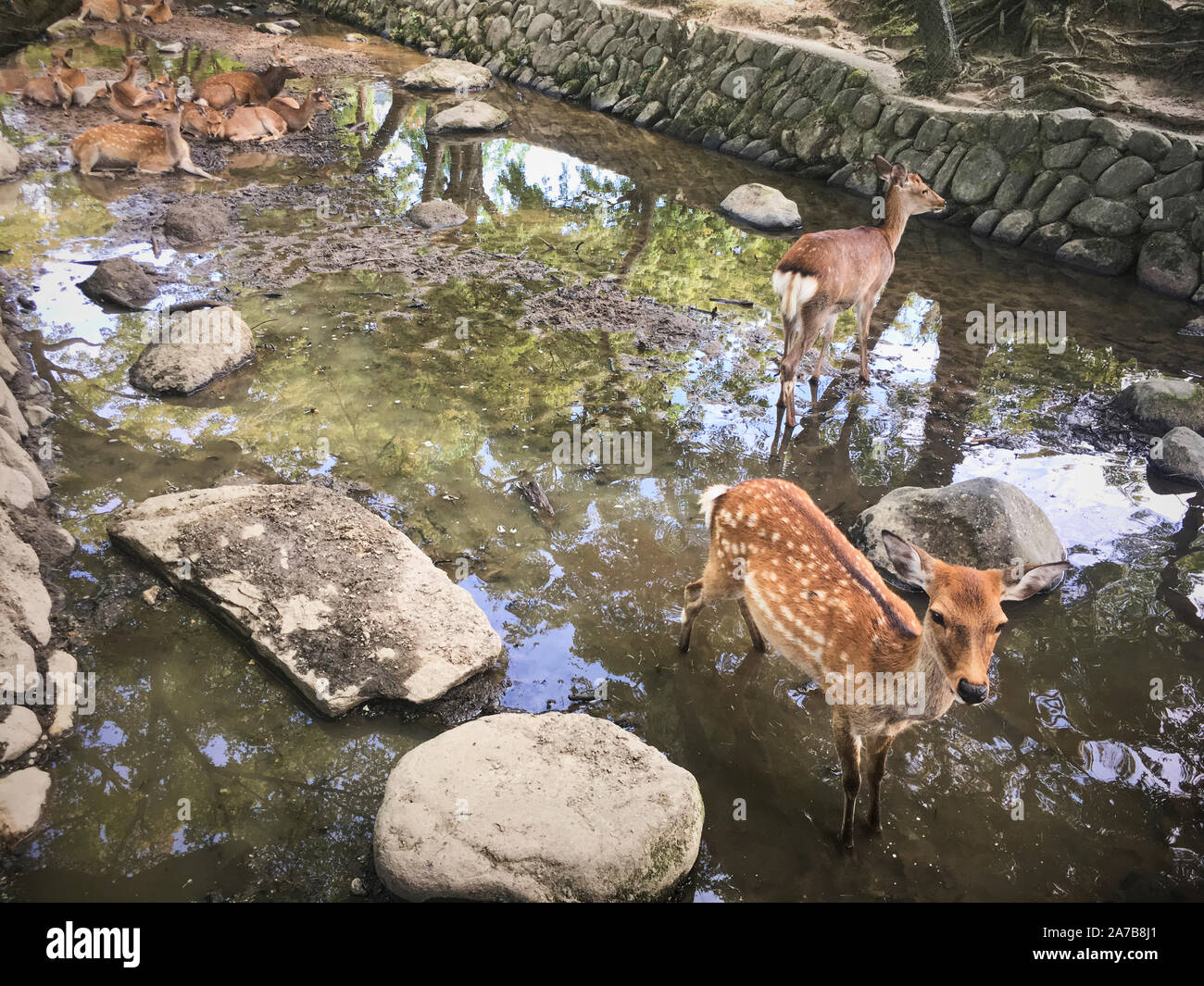 Wild Sika Deer frei herumlaufen in Nara Park, betteln um shika senbei, spezielle Cracker für Hirsche, die für rund 200 Yen verkauft werden. Stockfoto