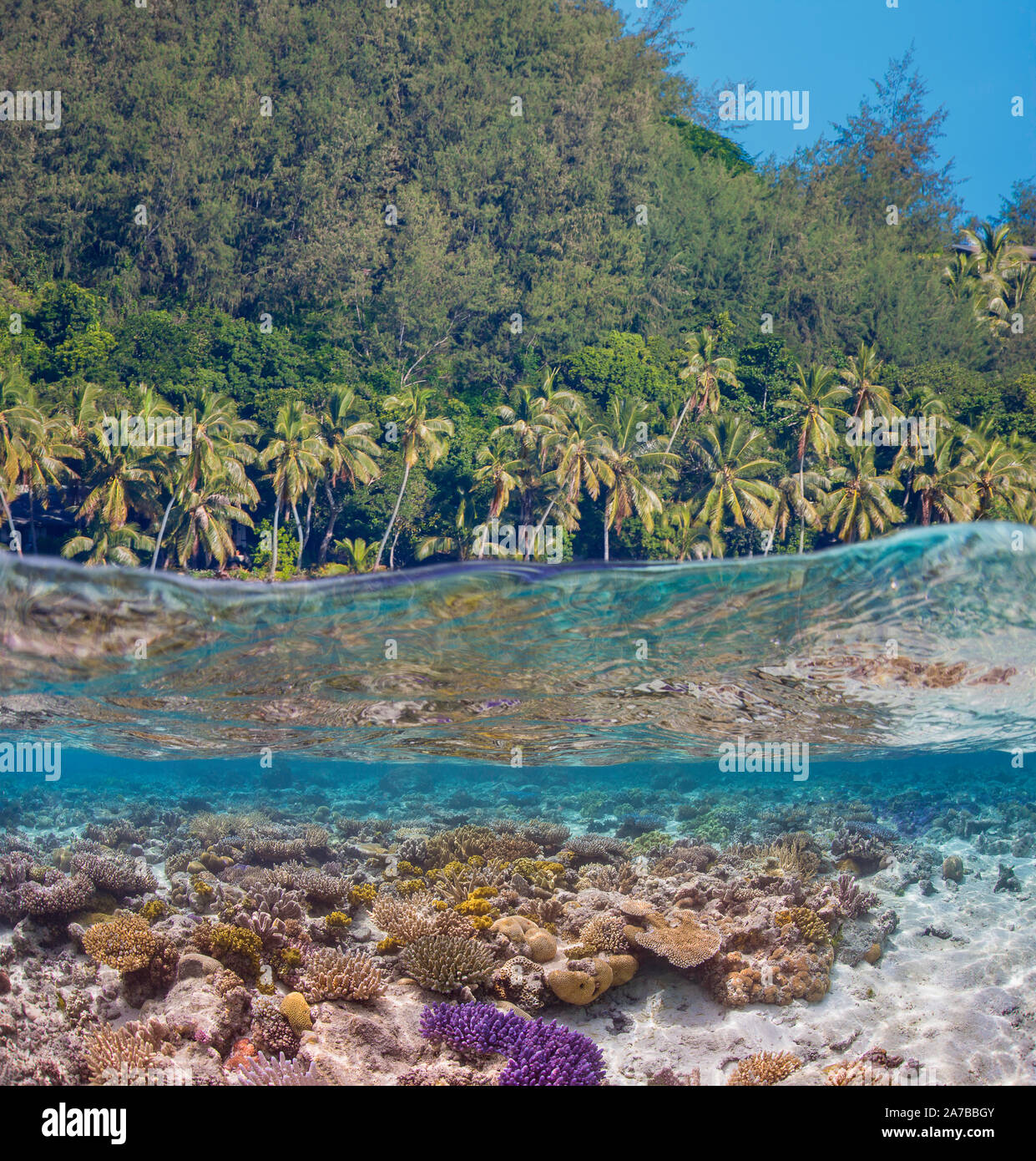 Eine Szene mit einem flachen hard Coral Reef unten und Palmen auf einem Fidschi Insel oben. Stockfoto