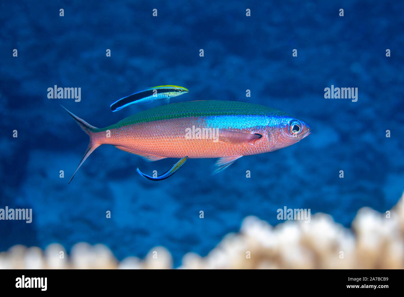 Diese Neon fusilier, Pterocaesio tile, auch bekannt als bluestreak Füsilier, erhält für die Parasiten durch zwei bluestreak Cleaner wrasse inspiziert, Labroi Stockfoto