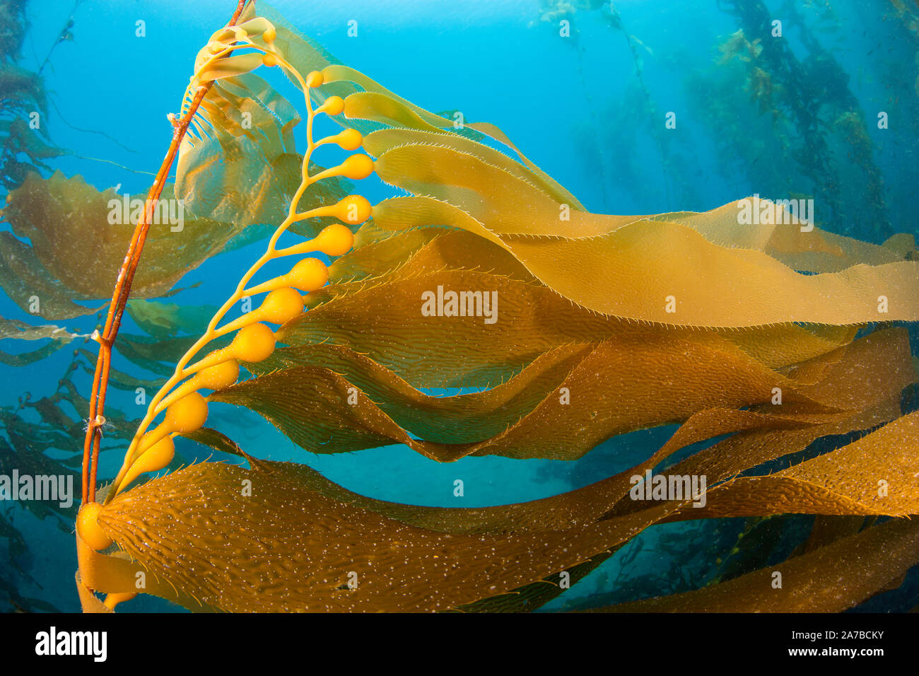 Luft blasen lift Stränge der Giant kelp, Macrocystis pyrifera, in Richtung Oberfläche aus Santa Barbara, Kalifornien, USA. Im pazifischen Ozean. Stockfoto