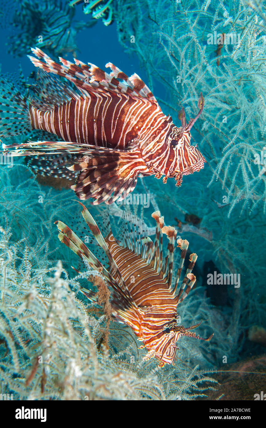 Ein paar Rotfeuerfische, Pterois volitans, in Weiß Polyp schwarze Korallen, Tulamben, Bali, Indonesien. Stockfoto