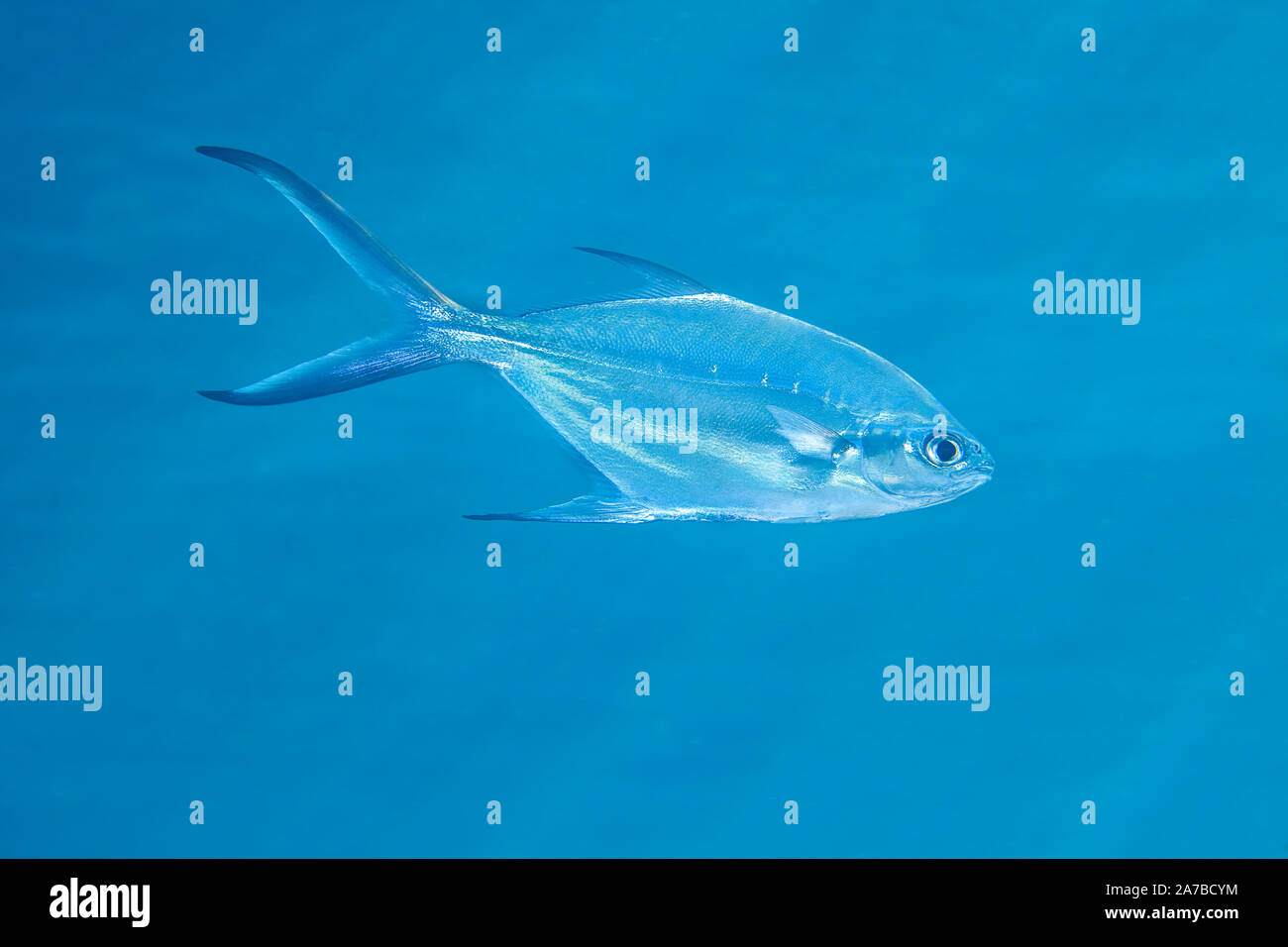 Schwarz-gefleckte Pompano, Trachinotus bailloni, Bali, Indonesien. Auch als smallspotted Dart, Schwarz-gefleckte Dart, Silber Pompano, Blackspotted po Stockfoto