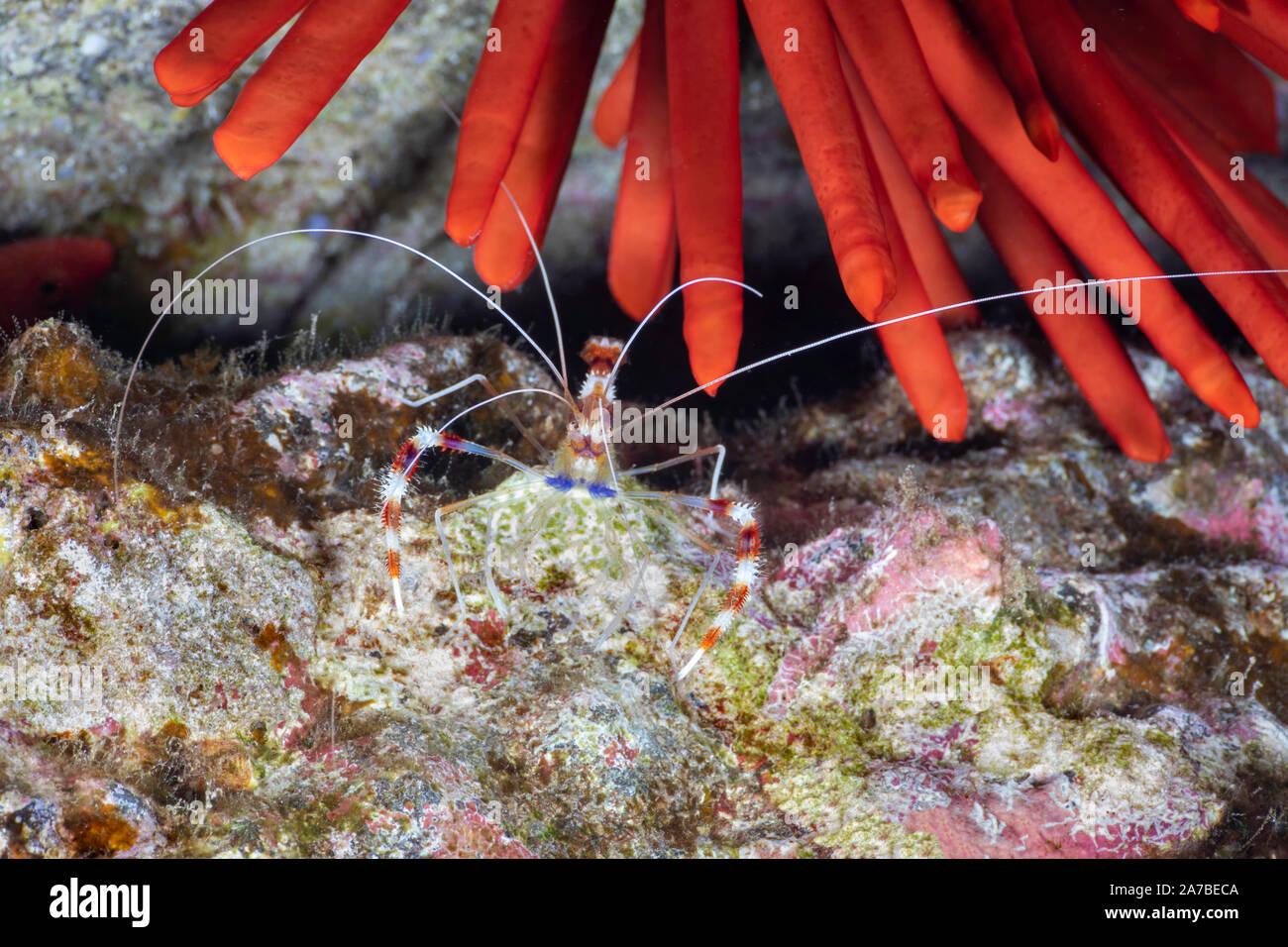 Eine gebänderte Korallen Garnele Stenopus hispidus, unterhalb der stumpfen Stacheln eines Schiefer bleistift Seeigel, Heterocentrotus mammillatus, Hawaii. Stockfoto
