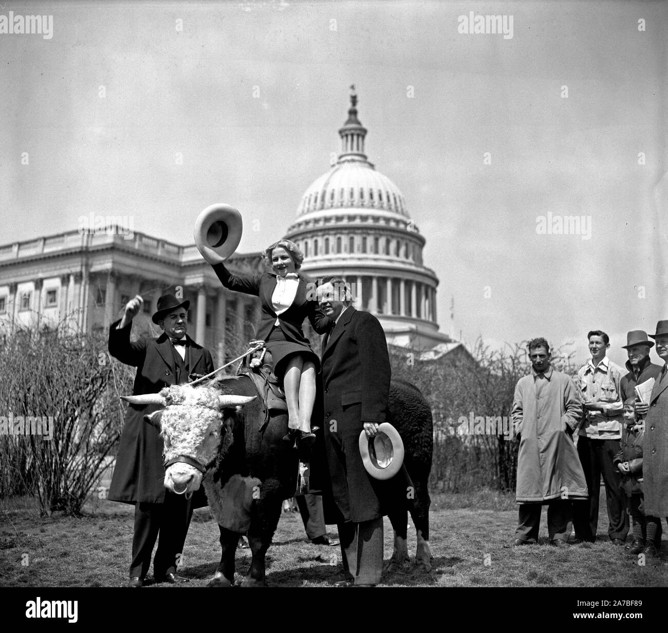 Senator Tom Conolly, Ellen Edgemon aus Weatherford, und Rep. George H. Mahcall (?) von Texas, für Aufnahmen mit Hereford bull Scandalous John stellte vor seinem auf der Welt transportiert werden kann. 1939 Stockfoto