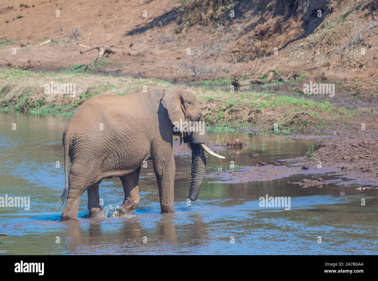 Ansicht von hinten von einem afrikanischen Elefanten wandern in den Luvuvhu Fluss in der Krüger Nationalpark in Südafrika Bild im Querformat. Stockfoto